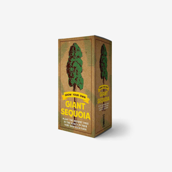 Grow Your Own Giant Sequoia Kit